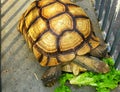 Yellow turtle eating