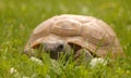 Yellow Turtle on the grass.