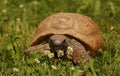 Yellow Turtle on the grass.