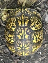 Yellow Turtle Shell