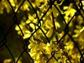 Yellow flowering twig of forsythia