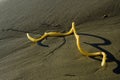 Yellow Twist Washed Ashore