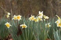 Yellow Two-tone Daffodils Landscape