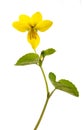 Yellow Twoflower violet