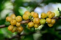 Yellow typical coffee on tree Royalty Free Stock Photo