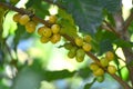 Yellow typical coffee on tree Royalty Free Stock Photo