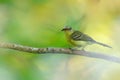 Yellow Tyrannulet, Capsiempis flaveola, catch the grasshopper locust insect in the bill, Bird behaviour in the tropic forest,