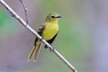 Yellow Tyrannulet Capsiempis flaveola perched on a branch under an unfocused background in green tones