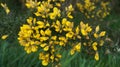 Yellow Ulex gorse flowers in early spring in New Zealand