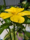 Yellow Ulmifolia Flower in evening