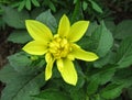 Yellow undersized dahlia close up Royalty Free Stock Photo
