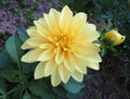 Yellow undersized dahlia close up Royalty Free Stock Photo