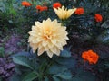 Yellow undersized dahlia close up Royalty Free Stock Photo