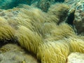 Yellow underwater grass, yellow sea algae under the sea, wet sea plants, mediterranean sea plants, underwater ocean life.