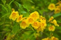 Yellow urai flowers and petals are blooming in the beautiful nature garden. Royalty Free Stock Photo
