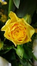 Yellow valentine rose and green leaves