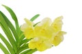 Yellow Vanda Charles Goodfellow Orchid Flowers with Green Leaves Isolated on White Background