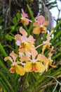 Yellow vanda orchid