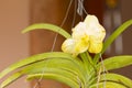 yellow vanda orchid folwer Royalty Free Stock Photo