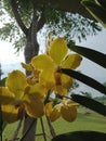 Yellow vanda orchid under sunlight in tropical garden