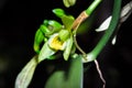 Yellow vanilla flower Vanilla planifolia blossoming in the dark, Madagascar