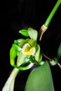 Yellow vanilla flower Vanilla planifolia blossoming in the dark, Madagascar