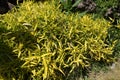 Yellow variegated dwarf bamboo foliage