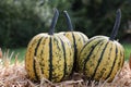 Yellow variegated green pumpkins on hay Royalty Free Stock Photo