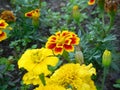 Yellow and variegated marigolds tagetes on a flower bed close-up in summer, floral background Royalty Free Stock Photo