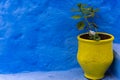 Yellow vase against a blue wall