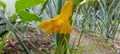 Yellow vegetable Flower in garden Royalty Free Stock Photo