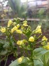 yellow vegetable flowers in the village