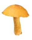 Yellow velvet bolete isolated on white