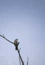 yellow vented bul bul bird