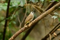 Yellow-vented bulbul