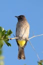 Yellow Vented Bulbul Bird Royalty Free Stock Photo