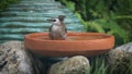 The Yellow-vented Bulbul