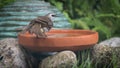 The Yellow-vented Bulbul