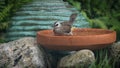 The Yellow-vented Bulbul