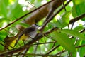 Yellow vented bulbul bird on green nature background.
