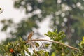 A yellow-vented bulbul bird (Pycnonotus goiavier) or eastern yellow-vented bulbul perched on a rambutan tree branch Royalty Free Stock Photo