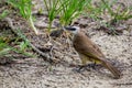 Yellow-vented bulbul eating butterfly - wildlife photography