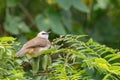 Yellow-vented bulbul perched on branch in nature