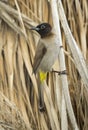 Yellow-vented Bulbul (Pycnonotus goiavier)