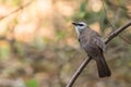 Yellow vented Bulbul (Pycnonotus goiavier) perching on small branch.