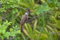 Yellow vented bulbul sitting on a twig