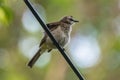 Yellow-vented Bulbul standing in cable