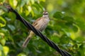 Yellow-vented Bulbul standing in cable