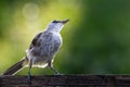 Yellow vented bulbul wild bird on blurred green bokeh background