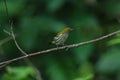 Yellow-vented Flowerpecker perchinh on a branch